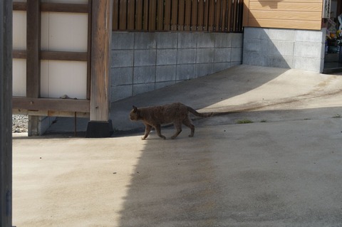 相島26_猫ねこch