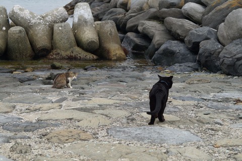 相島23_猫ねこch