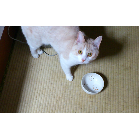 飼いたくても飼えない3_猫ねこch