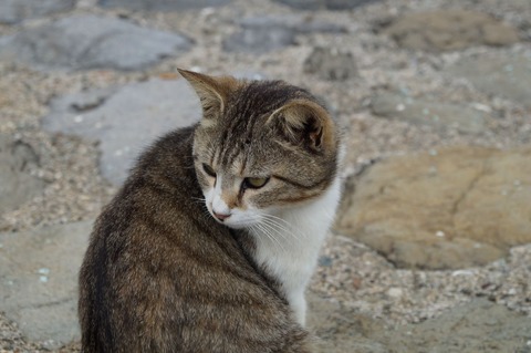 相島27_猫ねこch