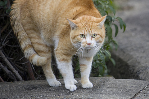 人間嫌い_猫ねこch