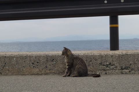 相島30_猫ねこch