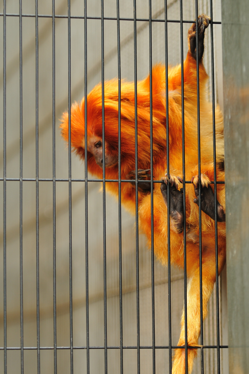 超レアなタマリン みるログ 超レアなタマリン みるログ