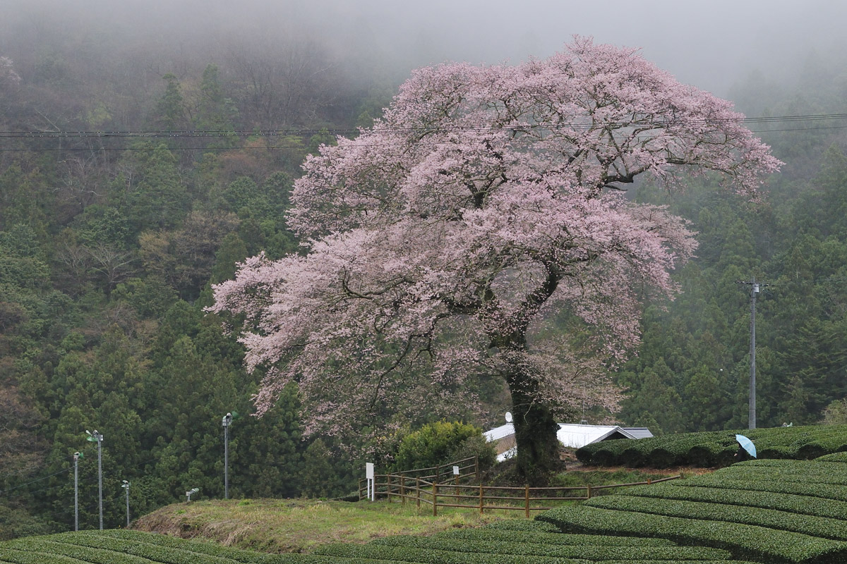 塩本牛代の水目桜 2 みるログ