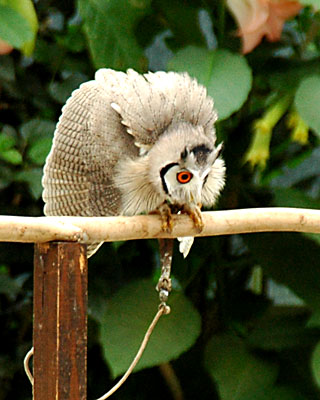 フクロウのポポちゃん みるログ