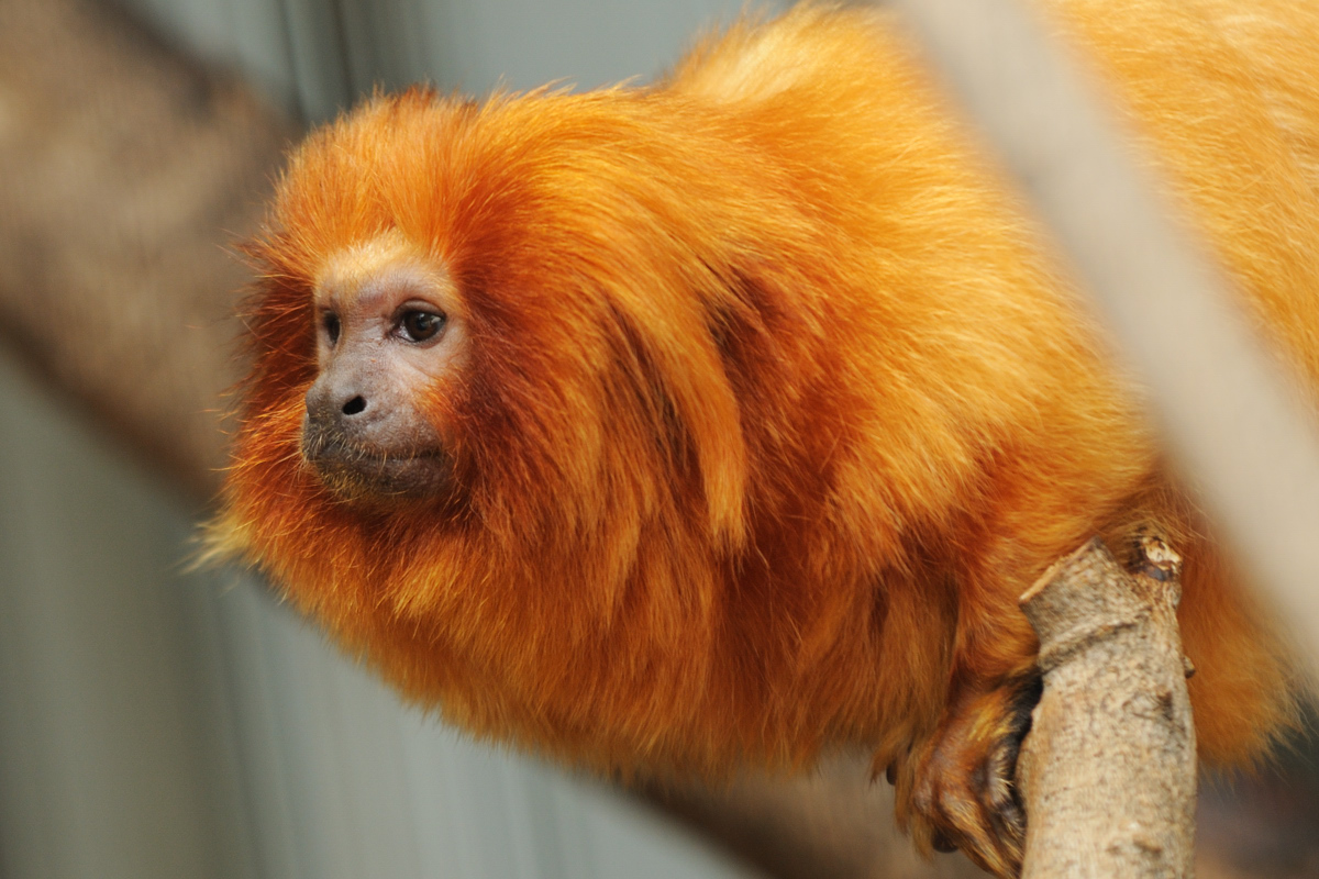 超レアなタマリン みるログ 超レアなタマリン みるログ