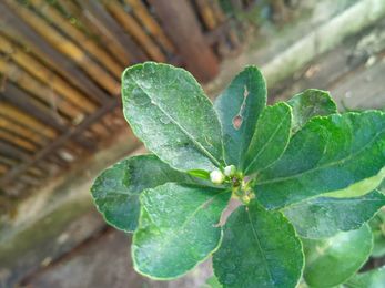 IMG_20210619_064109