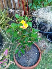 IMG_20210321_183238_1