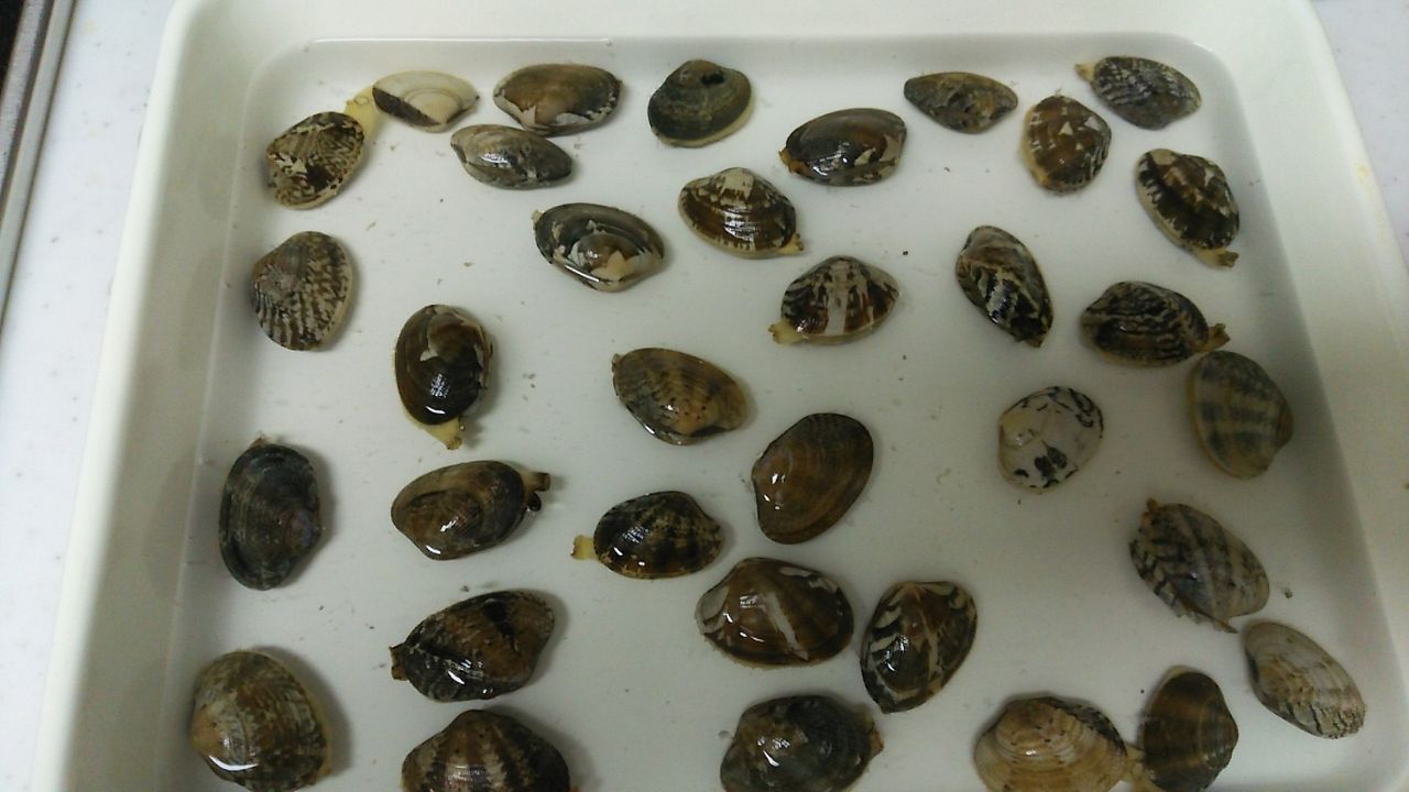 あさりの砂抜きがマイブーム 簡単な手順とコツでジャリジャリ回避 株式投資しないなんて勿体ない Why Japanese People