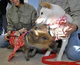 犬から猪へ、干支の引継ぎ式