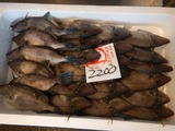 鮮魚市場 (2)