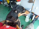 迷い犬