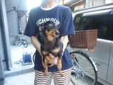 迷い犬 (1)