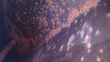 ���N��CJ250T������󥿥�������å��켡����260520 (7)