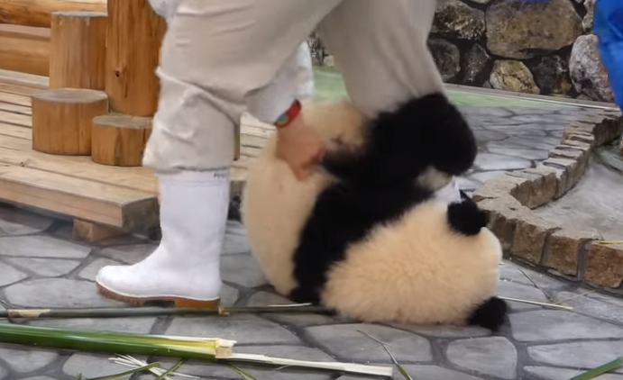 癒し動画 飼育員さんに絡みつくジャイアントパンダの赤ちゃん 可愛い動物のユーチューブ動画あつめちゃいました
