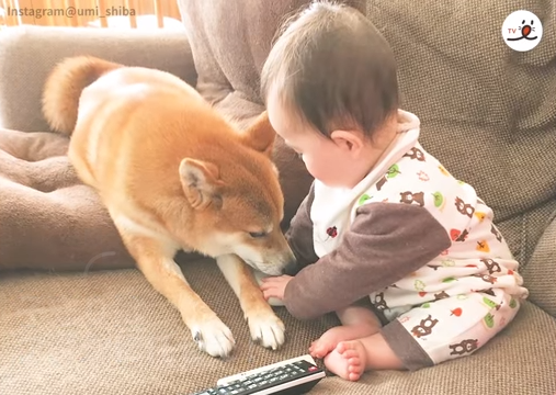 癒しの動画 いつも一緒 柴犬と赤ちゃん 可愛い動物のユーチューブ動画あつめちゃいました 癒しの動画 いつも一緒 柴犬と赤ちゃん 可愛い動物のユーチューブ動画あつめちゃいました