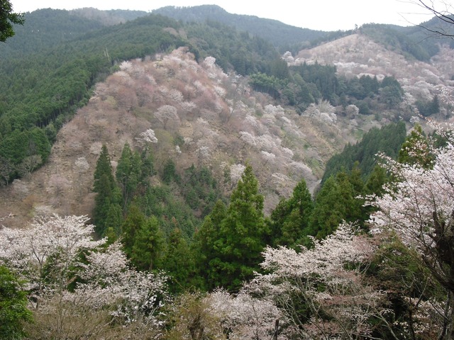 cherry-blossom-nara-yoshino-2012-8