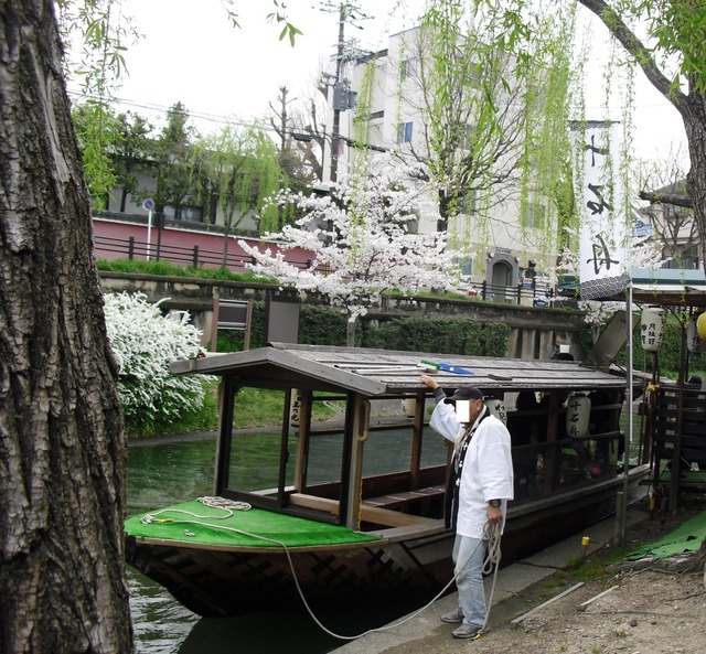 cherry-blossom-fushimi-jyukkokubune-2012-9