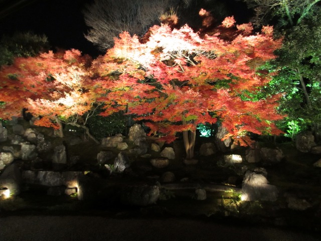 autumn-leaves-2012-entokuin-7