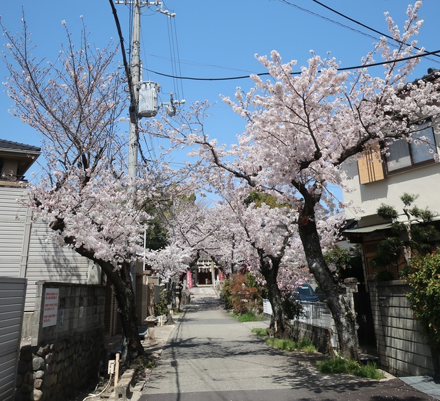 cherry-blossom-210331-5