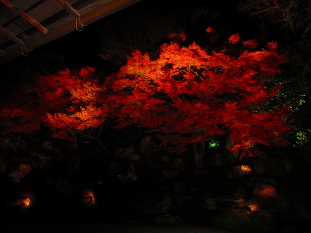 autumn-leaves-2012-entokuin-9