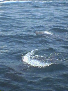 kyusyu-0508-4-iruka-watching-10