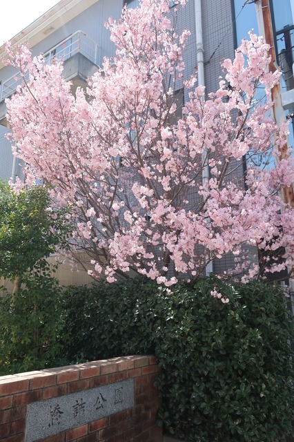 cherry-blossom-210331-13a
