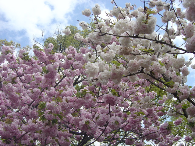 cherry-blossom-japanmint-2010-3