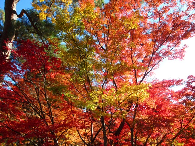 autumn-leaves-2012-eikando-10