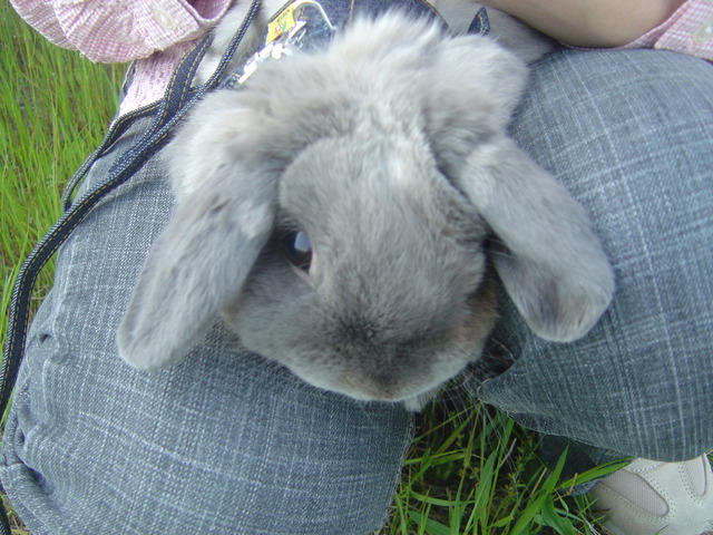 mypet-rabbit-sora-usanpo2011-12