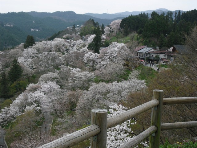 cherry-blossom-nara-yoshino-2012-2