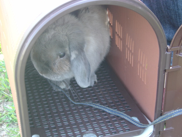 mypet-rabbit-sora-usanpo2011-2