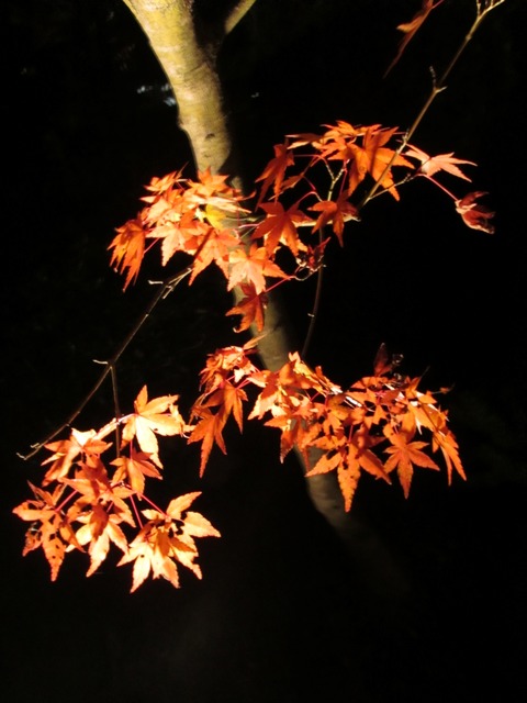 autumn-leaves-2012-chionin-17