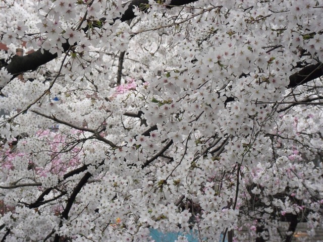 cherry-blossom-fushimi-jyukkokubune-2012-10