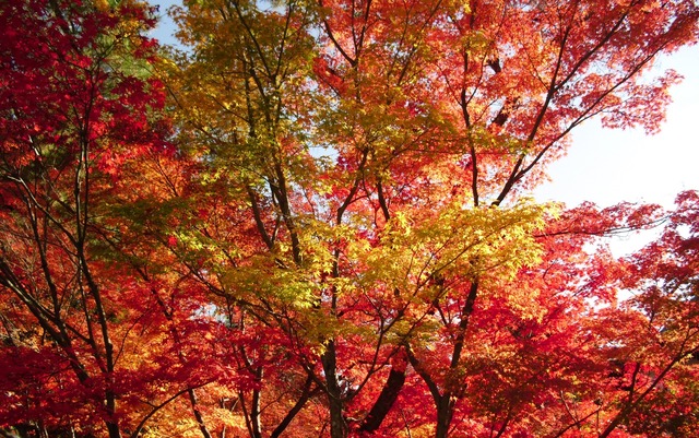autumn-leaves-2012-eikando-7