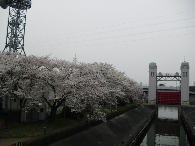 cherry-blossom-fushimi-jyukkokubune-2012-7