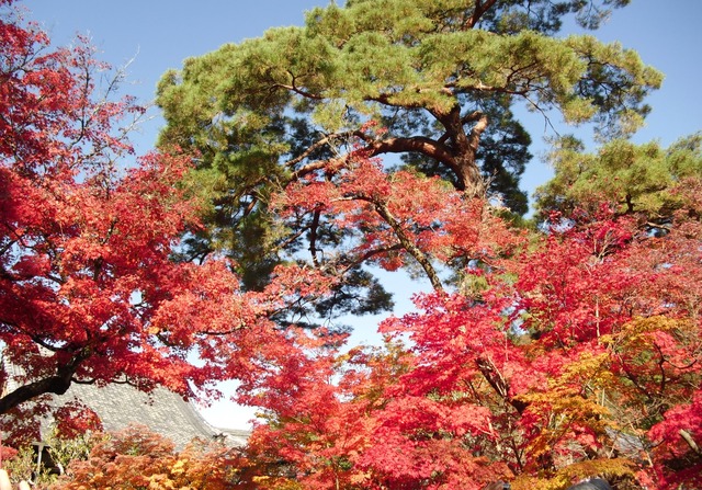 autumn-leaves-2012-eikando-5