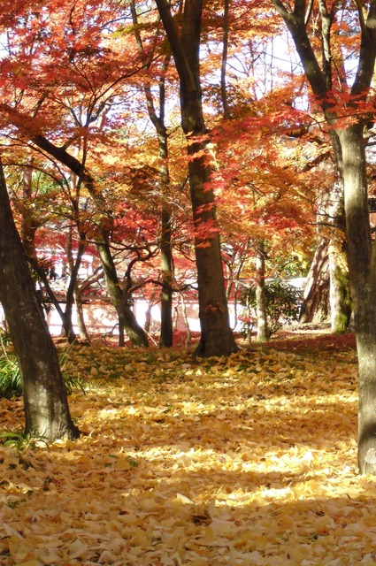 autumn-leaves-2012-eikando-21