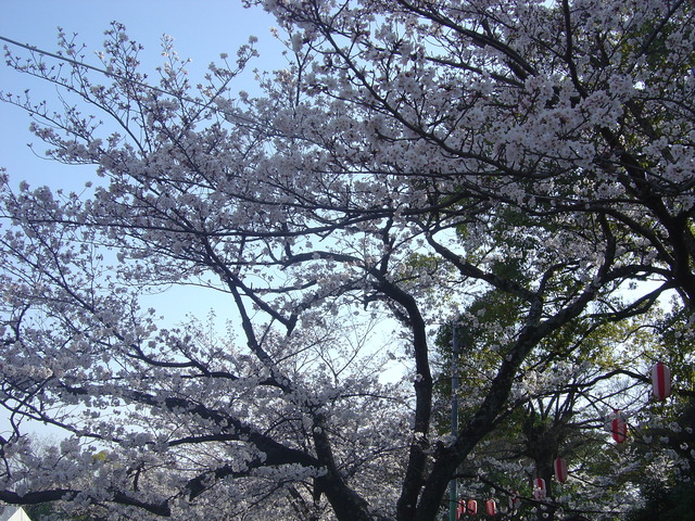 cherry-blossom-100404-2