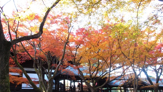 autumn-leaves-2012-shinnyodo-1