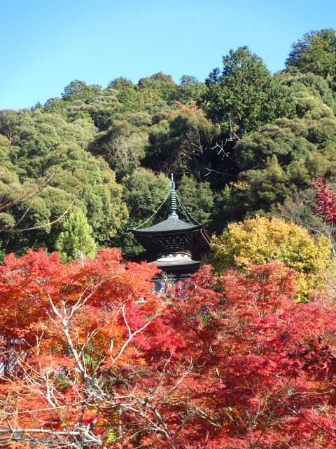 autumn-leaves-2012-eikando-19