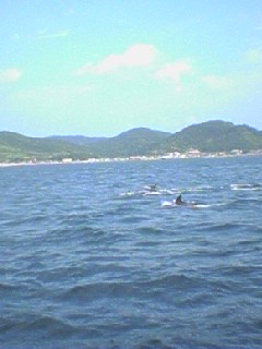 kyusyu-0508-4-iruka-watching-11