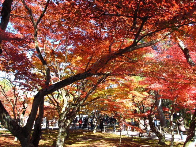 autumn-leaves-2012-nanzenji-2