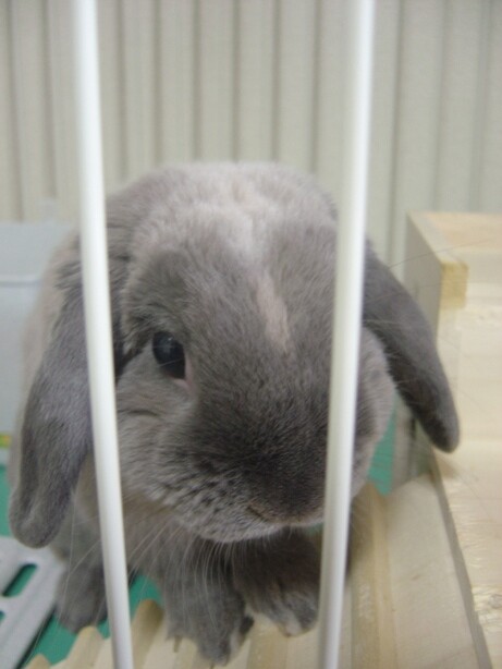 mypet-rabbit-sora-birthday-100410-6