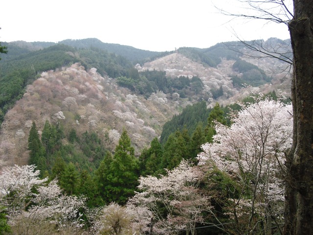 cherry-blossom-nara-yoshino-2012-9