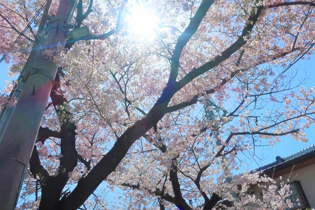 cherry-blossom-210331-2