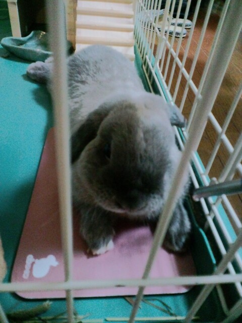 mypet-rabbit-sora-100710-3