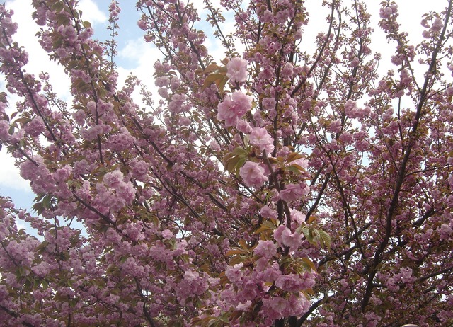 cherry-blossom-japanmint-2010-1