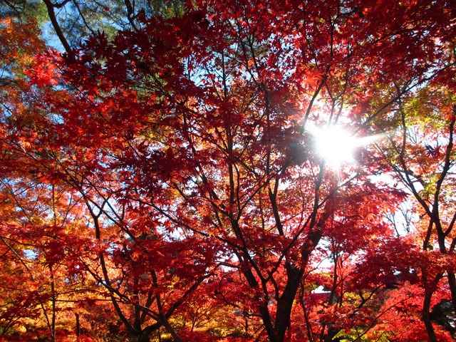 autumn-leaves-2012-eikando-11