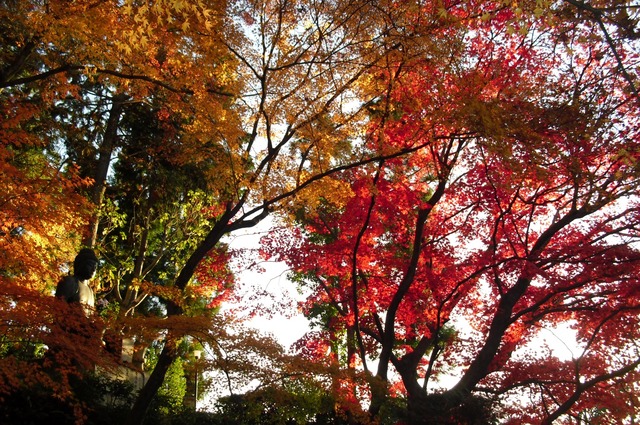 autumn-leaves-2012-shinnyodo-23